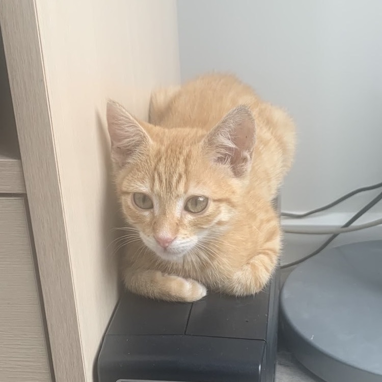 Cheeto Wyres